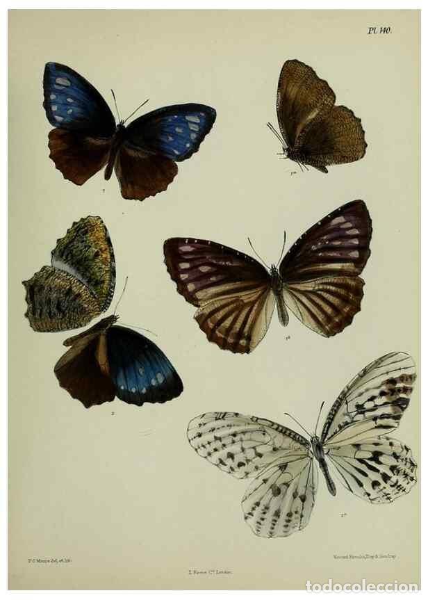 Colecionismo de Revistas e Jornais: Reproducci&oacute;n/Reproduction 27388170929: Lepidoptera indica.. London,1890-1913.. - Moore, Frederic,