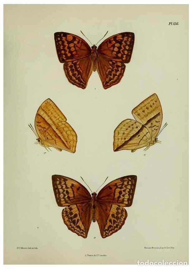 Coleccionismo de revistas y peri&oacute;dicos: Reproducci&oacute;n/Reproduction 25300000888: Lepidoptera indica.. London,1890-1913.. - Moore, Frederic,