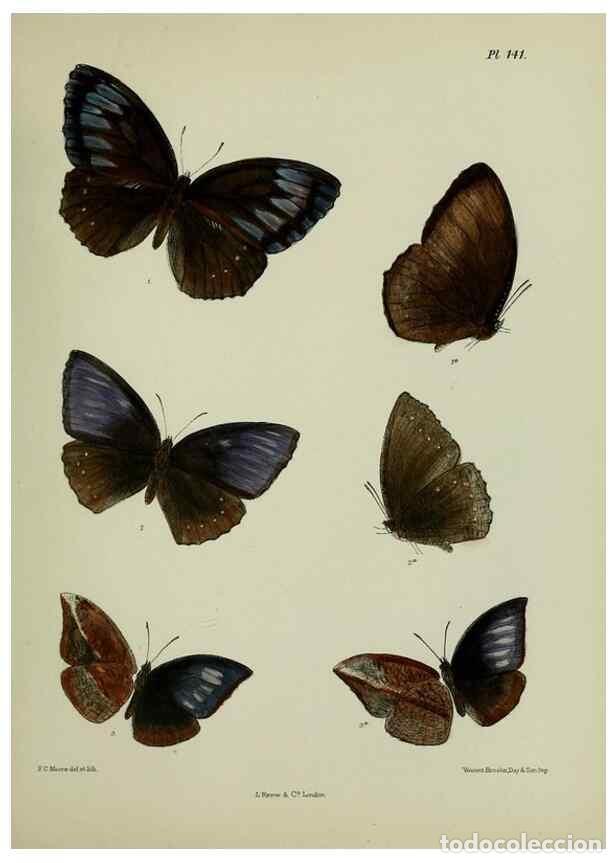 Collectionnisme de Revues et Journaux: Reproducci&oacute;n/Reproduction 39165626091: Lepidoptera indica.. London,1890-1913.. - Moore, Frederic,