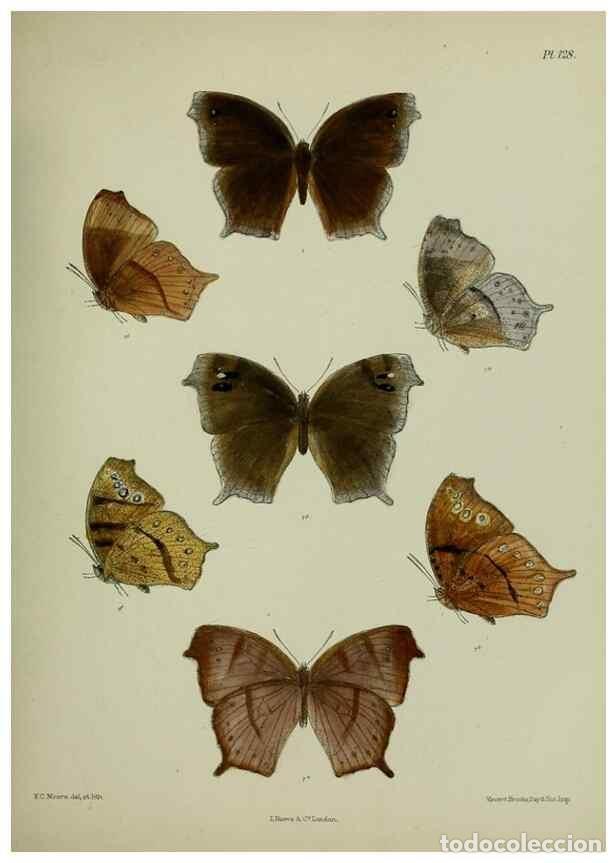 Collectionnisme de Revues et Journaux: Reproducci&oacute;n/Reproduction 39135282552: Lepidoptera indica.. London,1890-1913.. - Moore, Frederic,