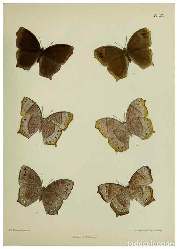Colecionismo de Revistas e Jornais: Reproducci&oacute;n/Reproduction 24304607607: Lepidoptera indica.. London,1890-1913.. - Moore, Frederic,