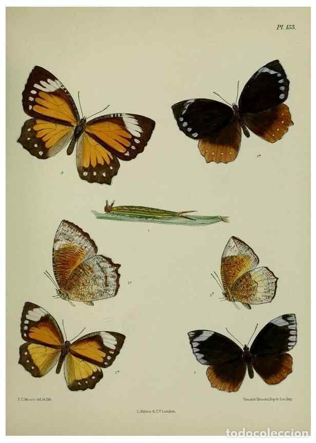 Sammeln von Zeitschriften und Zeitungen: Reproducci&oacute;n/Reproduction 38285618935: Lepidoptera indica.. London,1890-1913.. - Moore, Frederic,