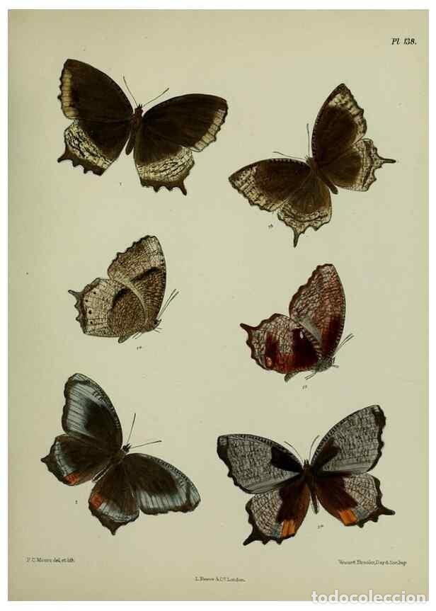 Colecionismo de Revistas e Jornais: Reproducci&oacute;n/Reproduction 24304650797: Lepidoptera indica.. London,1890-1913.. - Moore, Frederic,