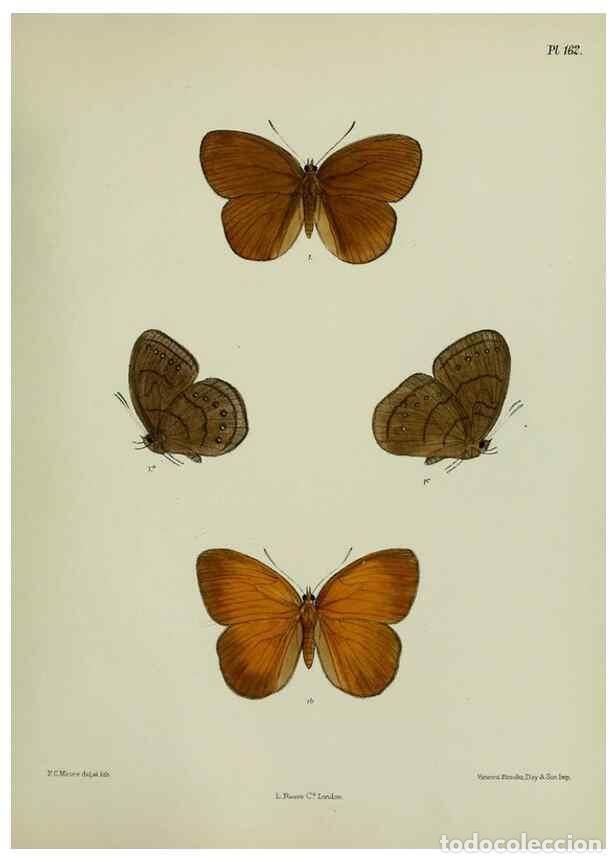 Collectionnisme de Revues et Journaux: Reproducci&oacute;n/Reproduction 24304698147: Lepidoptera indica.. London,1890-1913.. - Moore, Frederic,