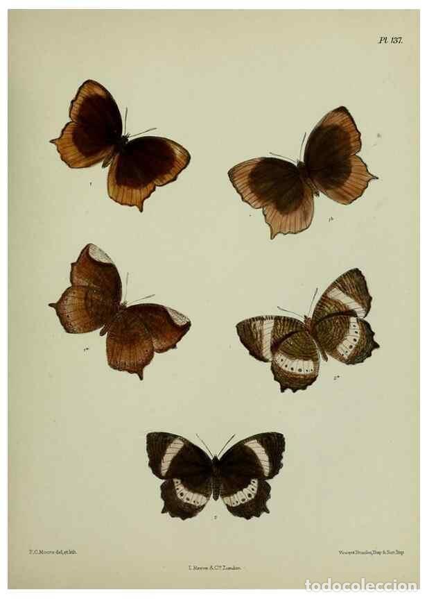 Colecionismo de Revistas e Jornais: Reproducci&oacute;n/Reproduction 27388158469: Lepidoptera indica.. London,1890-1913.. - Moore, Frederic,