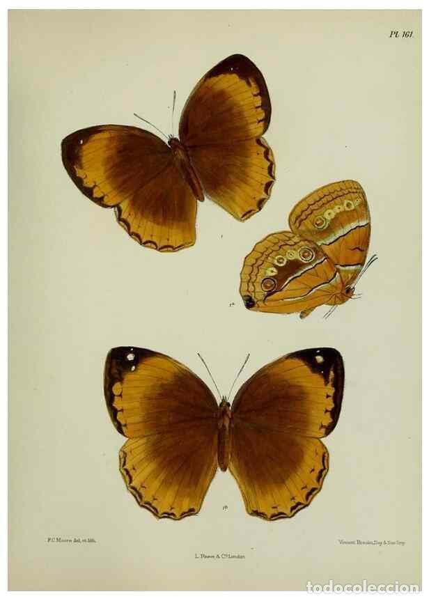 Collection Magazines and Newspapers: Reproducci&oacute;n/Reproduction 38285689135: Lepidoptera indica.. London,1890-1913.. - Moore, Frederic,