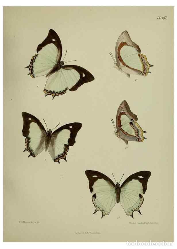 Coleccionismo de Revistas y Peri&oacute;dicos: Reproducci&oacute;n/Reproduction 38285764535: Lepidoptera indica.. London,1890-1913.. - Moore, Frederic,