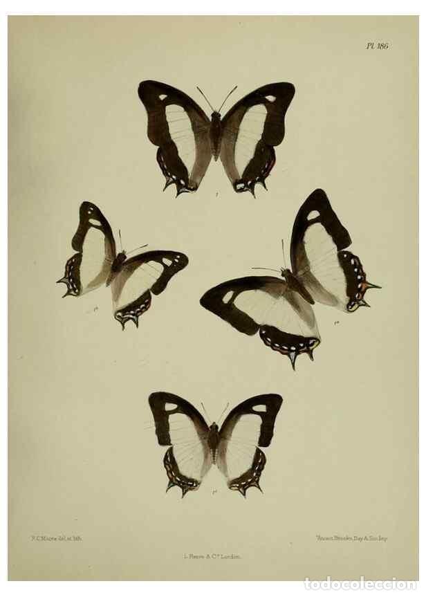Sammeln von Zeitschriften und Zeitungen: Reproducci&oacute;n/Reproduction 25300133508: Lepidoptera indica.. London,1890-1913.. - Moore, Frederic,