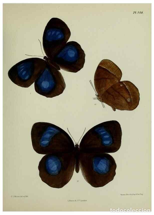 Collectionnisme de Revues et Journaux: Reproducci&oacute;n/Reproduction 24304674827: Lepidoptera indica.. London,1890-1913.. - Moore, Frederic,
