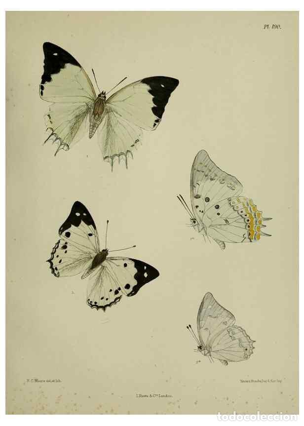 Sammeln von Zeitschriften und Zeitungen: Reproducci&oacute;n/Reproduction 38285773905: Lepidoptera indica.. London,1890-1913.. - Moore, Frederic,