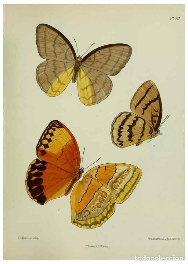 Colecionismo de Revistas e Jornais: Reproducci&oacute;n/Reproduction 38457785074: Lepidoptera indica.. London,1890-1913.. - Moore, Frederic,