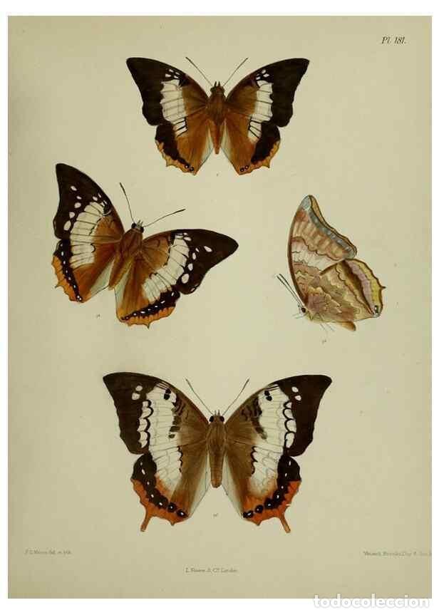 Sammeln von Zeitschriften und Zeitungen: Reproducci&oacute;n/Reproduction 38457810434: Lepidoptera indica.. London,1890-1913.. - Moore, Frederic,