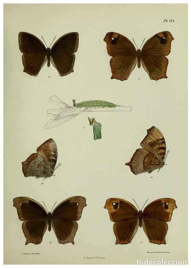 Collezionismo di Riviste e Giornali: Reproducci&oacute;n/Reproduction 39165594471: Lepidoptera indica.. London,1890-1913.. - Moore, Frederic,