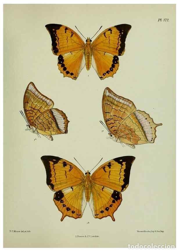 Colecionismo de Revistas e Jornais: Reproducci&oacute;n/Reproduction 27388263889: Lepidoptera indica.. London,1890-1913.. - Moore, Frederic,