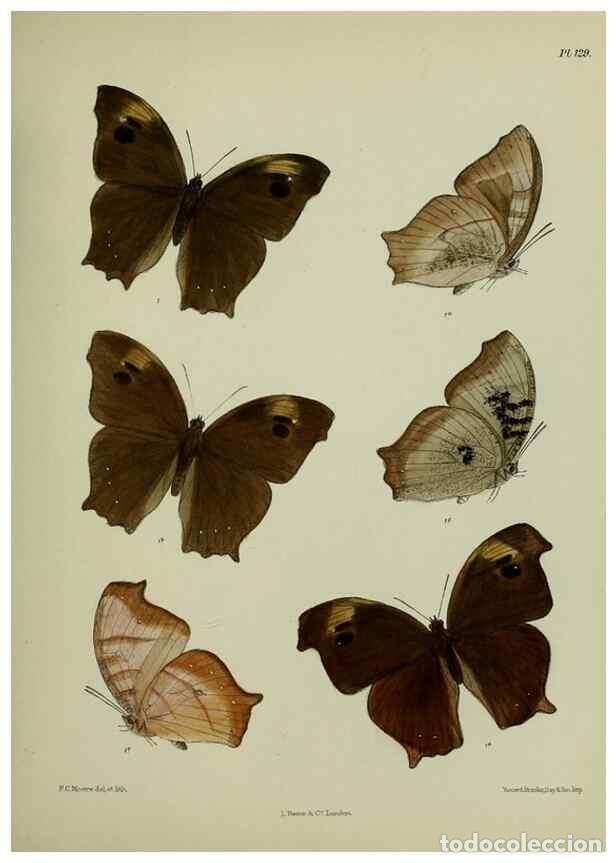 Collectionnisme de Revues et Journaux: Reproducci&oacute;n/Reproduction 38457723434: Lepidoptera indica.. London,1890-1913.. - Moore, Frederic,