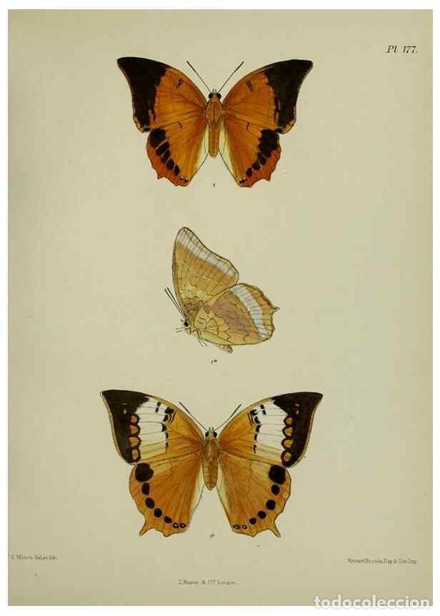 Colecionismo de Revistas e Jornais: Reproducci&oacute;n/Reproduction 39135416332: Lepidoptera indica.. London,1890-1913.. - Moore, Frederic,