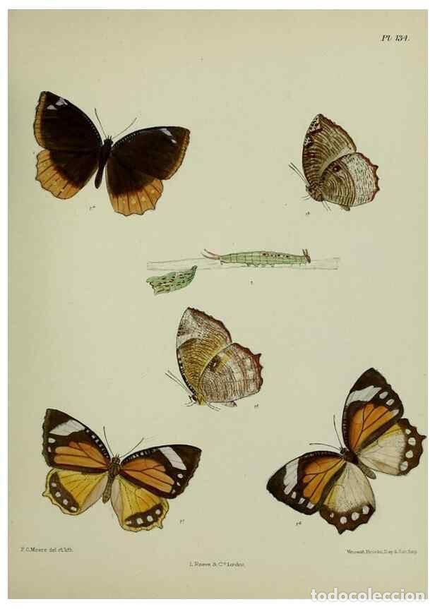 Sammeln von Zeitschriften und Zeitungen: Reproducci&oacute;n/Reproduction 27388145759: Lepidoptera indica.. London,1890-1913.. - Moore, Frederic,