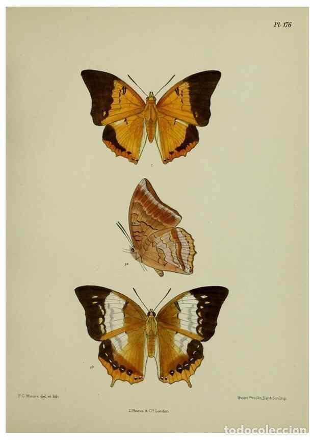 Collezionismo di Riviste e Giornali: Reproducci&oacute;n/Reproduction 38457798044: Lepidoptera indica.. London,1890-1913.. - Moore, Frederic,