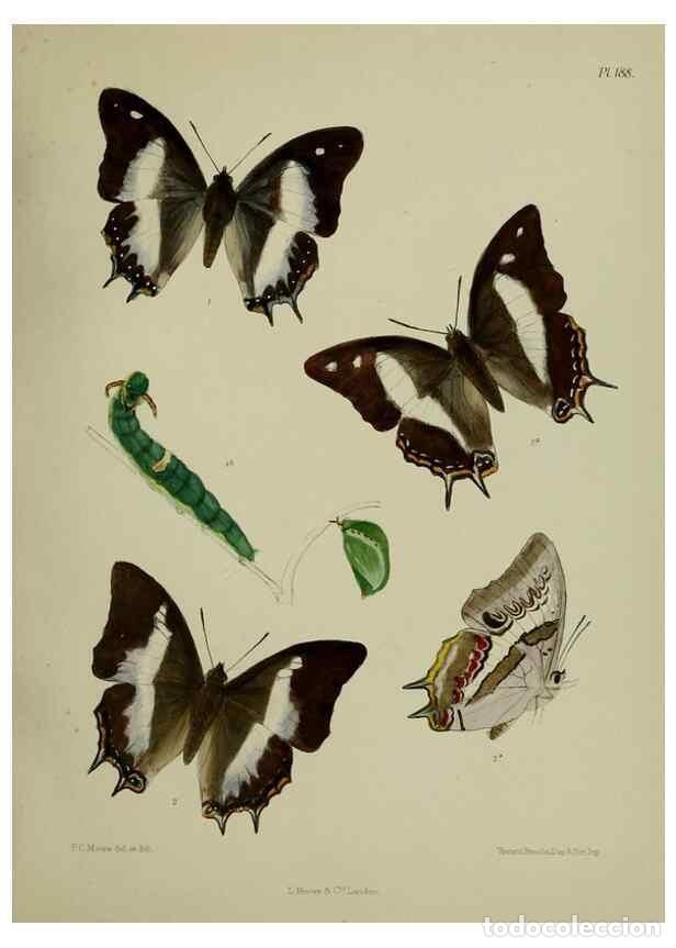 Coleccionismo de revistas y peri&oacute;dicos: Reproducci&oacute;n/Reproduction 24304747027: Lepidoptera indica.. London,1890-1913.. - Moore, Frederic,