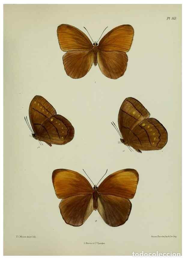 Collezionismo di Riviste e Giornali: Reproducci&oacute;n/Reproduction 25300028898: Lepidoptera indica.. London,1890-1913.. - Moore, Frederic,