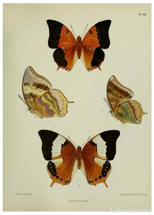 Collezionismo di Riviste e Giornali: Reproducci&oacute;n/Reproduction 25300050548: Lepidoptera indica.. London,1890-1913.. - Moore, Frederic,