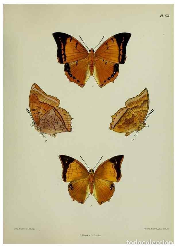 Colecionismo de Revistas e Jornais: Reproducci&oacute;n/Reproduction 39135400902: Lepidoptera indica.. London,1890-1913.. - Moore, Frederic,