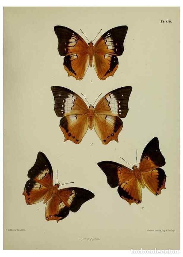 Sammeln von Zeitschriften und Zeitungen: Reproducci&oacute;n/Reproduction 25300094038: Lepidoptera indica.. London,1890-1913.. - Moore, Frederic,
