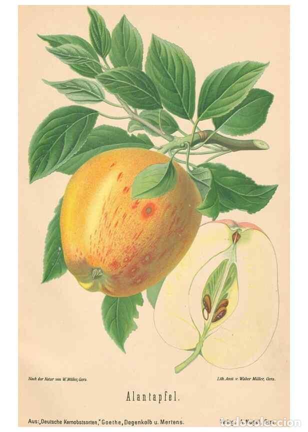 Coleccionismo de Revistas y Peri&oacute;dicos: Reproducci&oacute;n/Reproduction 40456385740: Aepfel und Birnen,. Berlin,Paul Parey,1894.. - Goethe, Rudolp