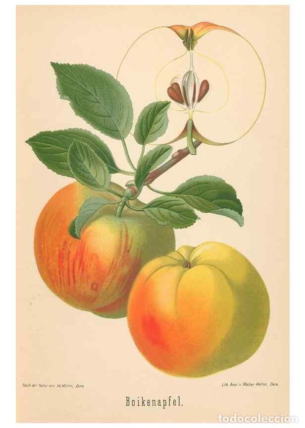 Coleccionismo de Revistas y Peri&oacute;dicos: Reproducci&oacute;n/Reproduction 27392430257: Aepfel und Birnen,. Berlin,Paul Parey,1894.. - Goethe, Rudolp