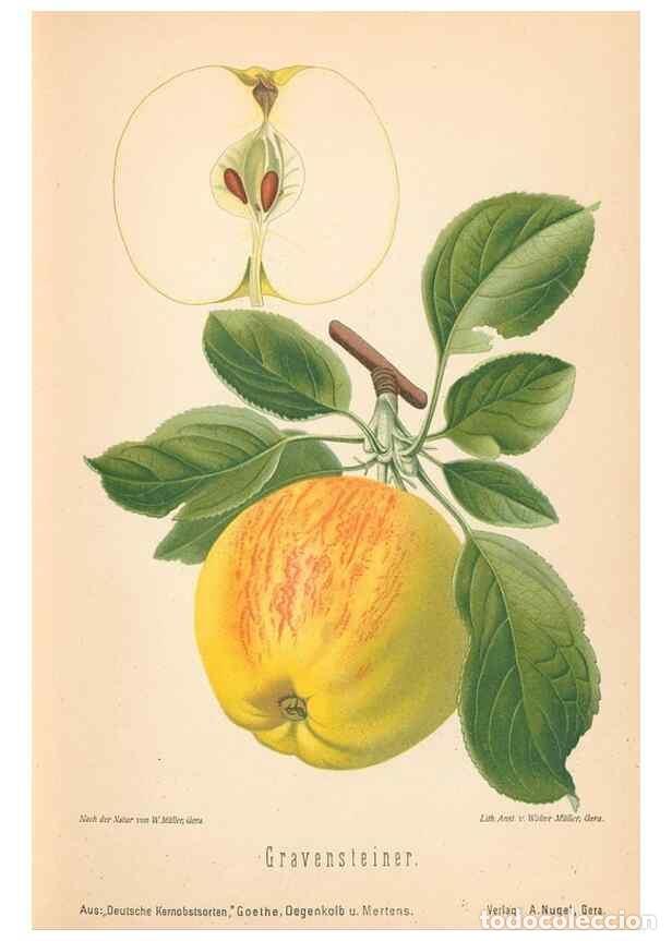 Coleccionismo de Revistas y Peri&oacute;dicos: Reproducci&oacute;n/Reproduction 42216491892: Aepfel und Birnen,. Berlin,Paul Parey,1894.. - Goethe, Rudolp