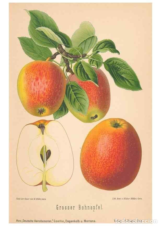Coleccionismo de Revistas y Peri&oacute;dicos: Reproducci&oacute;n/Reproduction 28389431538: Aepfel und Birnen,. Berlin,Paul Parey,1894.. - Goethe, Rudolp