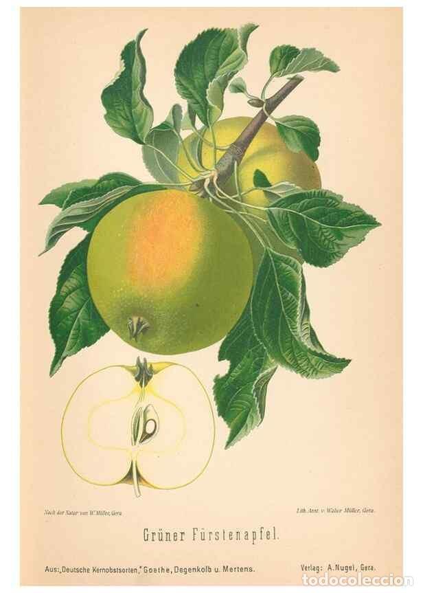Coleccionismo de Revistas y Peri&oacute;dicos: Reproducci&oacute;n/Reproduction 28389453468: Aepfel und Birnen,. Berlin,Paul Parey,1894.. - Goethe, Rudolp