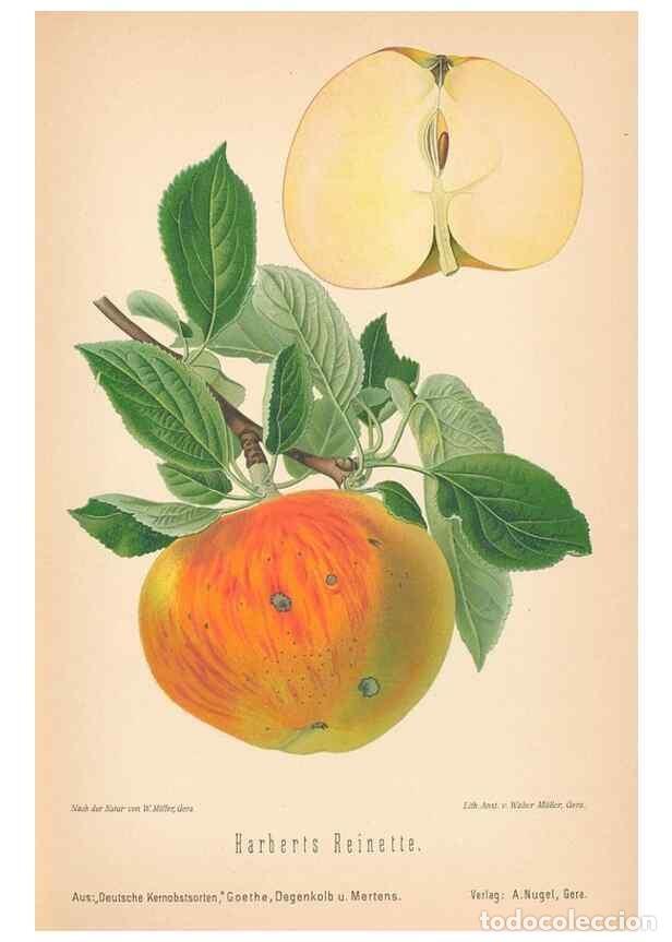 Coleccionismo de Revistas y Peri&oacute;dicos: Reproducci&oacute;n/Reproduction 27392490537: Aepfel und Birnen,. Berlin,Paul Parey,1894.. - Goethe, Rudolp