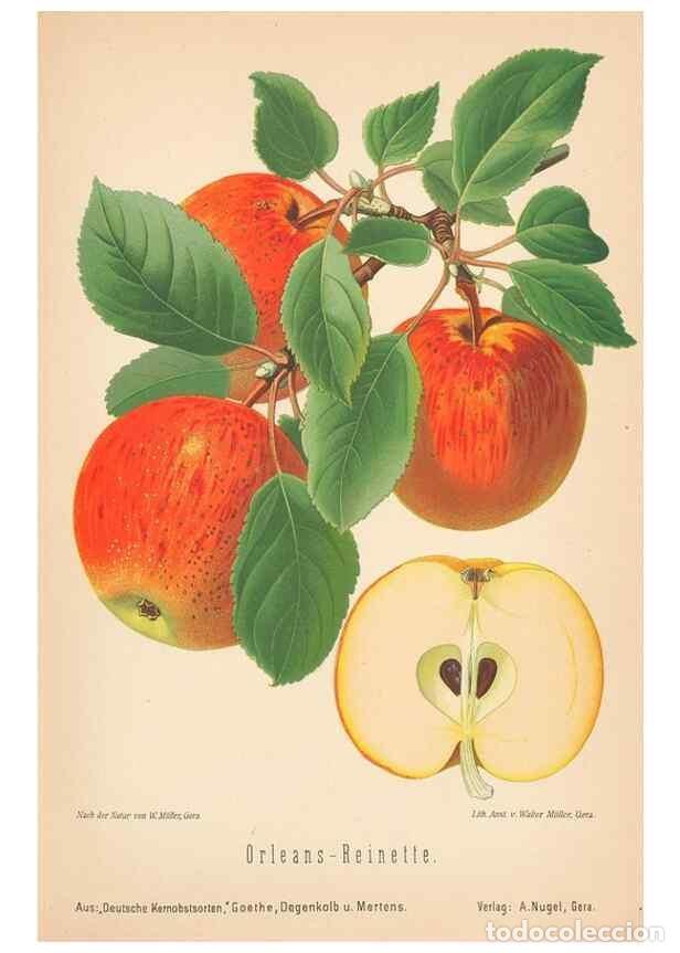 Coleccionismo de Revistas y Peri&oacute;dicos: Reproducci&oacute;n/Reproduction 27392500327: Aepfel und Birnen,. Berlin,Paul Parey,1894.. - Goethe, Rudolp