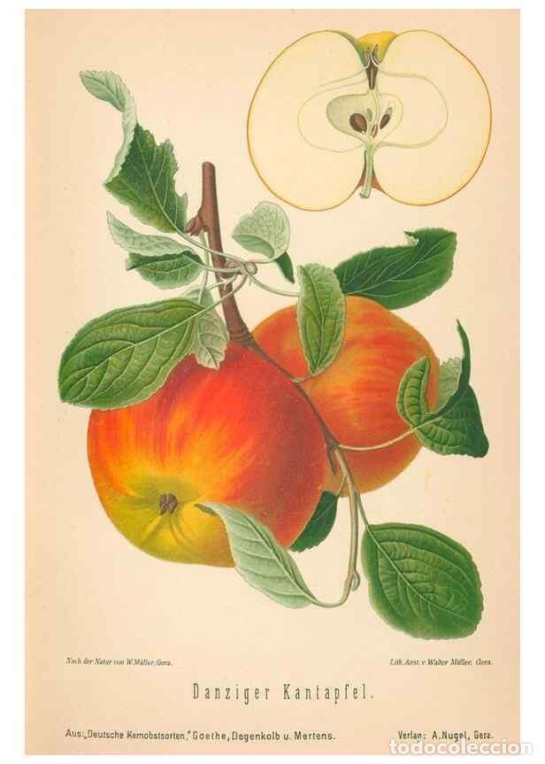 Coleccionismo de Revistas y Peri&oacute;dicos: Reproducci&oacute;n/Reproduction 40456419590: Aepfel und Birnen,. Berlin,Paul Parey,1894.. - Goethe, Rudolp