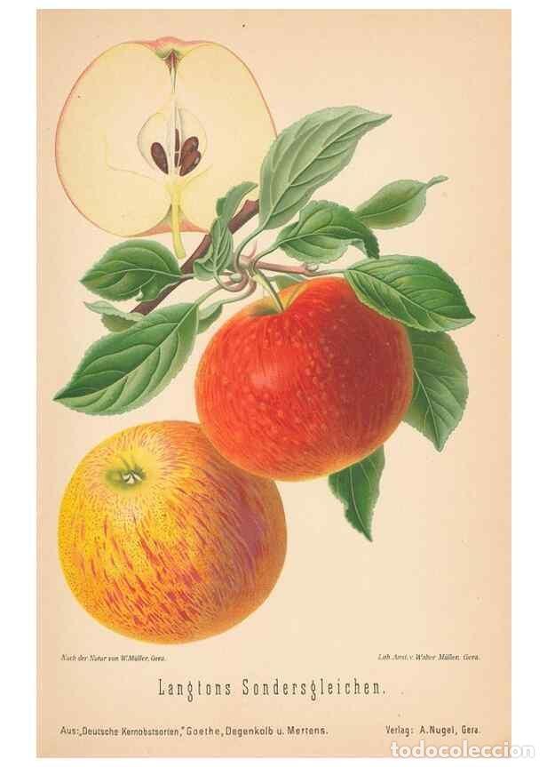 Coleccionismo de Revistas y Peri&oacute;dicos: Reproducci&oacute;n/Reproduction 41541522744: Aepfel und Birnen,. Berlin,Paul Parey,1894.. - Goethe, Rudolp