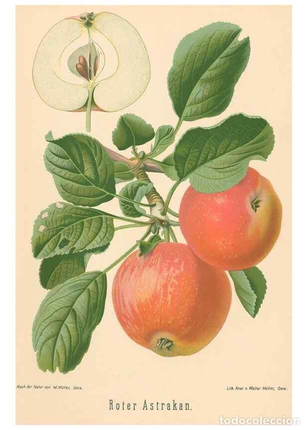 Coleccionismo de Revistas y Peri&oacute;dicos: Reproducci&oacute;n/Reproduction 41541401334: Aepfel und Birnen,. Berlin,Paul Parey,1894.. - Goethe, Rudolp