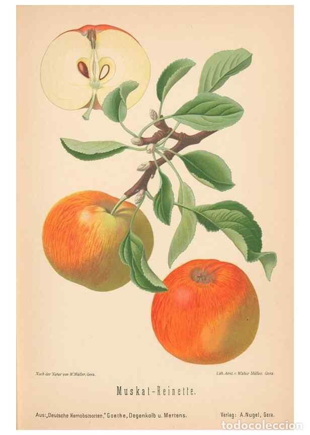 Coleccionismo de Revistas y Peri&oacute;dicos: Reproducci&oacute;n/Reproduction 41361401235: Aepfel und Birnen,. Berlin,Paul Parey,1894.. - Goethe, Rudolp