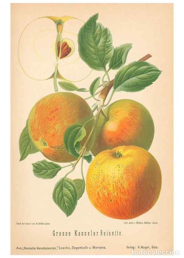 Coleccionismo de Revistas y Peri&oacute;dicos: Reproducci&oacute;n/Reproduction 40456471890: Aepfel und Birnen,. Berlin,Paul Parey,1894.. - Goethe, Rudolp