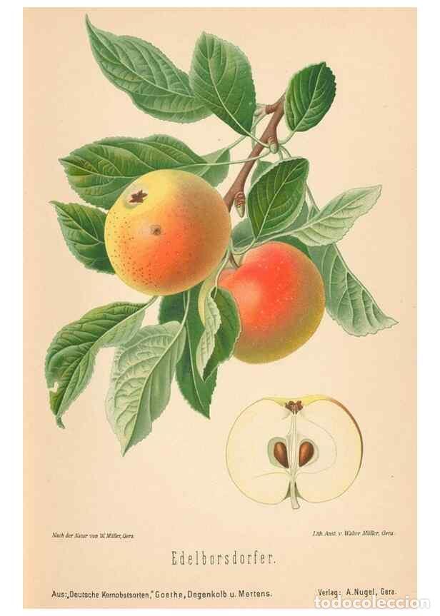 Coleccionismo de Revistas y Peri&oacute;dicos: Reproducci&oacute;n/Reproduction 42216481882: Aepfel und Birnen,. Berlin,Paul Parey,1894.. - Goethe, Rudolp