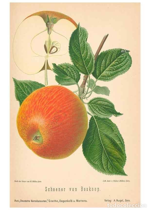 Coleccionismo de Revistas y Peri&oacute;dicos: Reproducci&oacute;n/Reproduction 41541518744: Aepfel und Birnen,. Berlin,Paul Parey,1894.. - Goethe, Rudolp