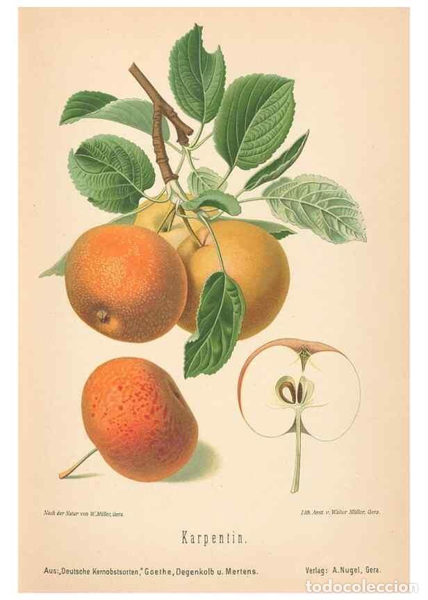 Coleccionismo de Revistas y Peri&oacute;dicos: Reproducci&oacute;n/Reproduction 28389481088: Aepfel und Birnen,. Berlin,Paul Parey,1894.. - Goethe, Rudolp