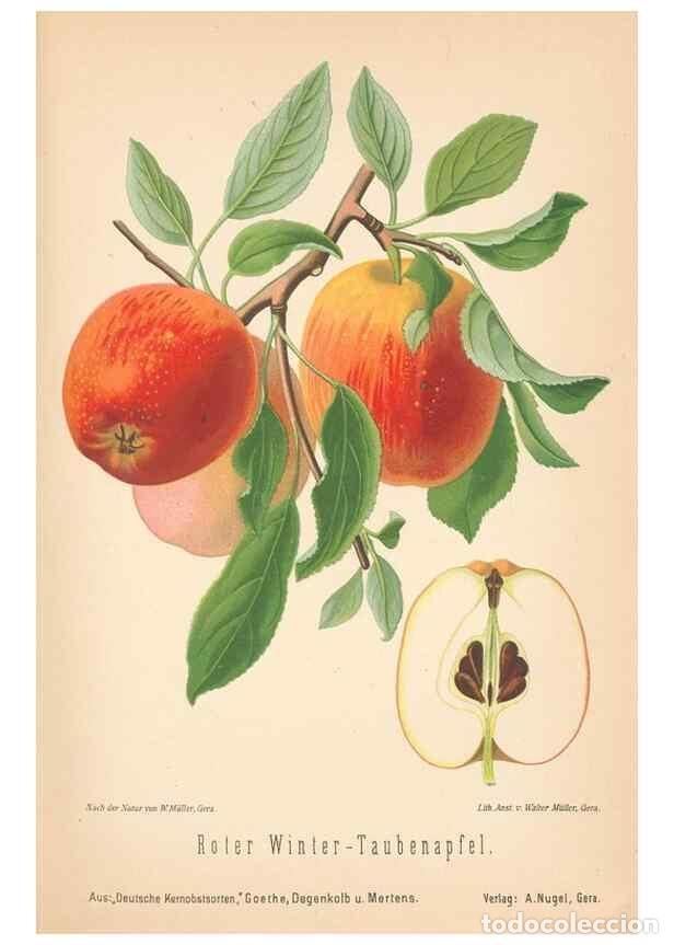 Coleccionismo de Revistas y Peri&oacute;dicos: Reproducci&oacute;n/Reproduction 27392524647: Aepfel und Birnen,. Berlin,Paul Parey,1894.. - Goethe, Rudolp