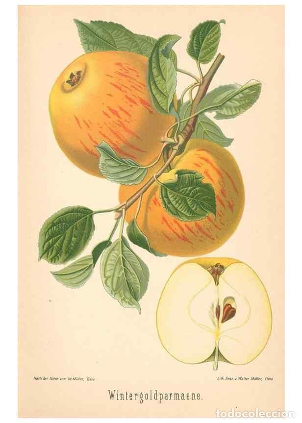 Coleccionismo de Revistas y Peri&oacute;dicos: Reproducci&oacute;n/Reproduction 42216521452: Aepfel und Birnen,. Berlin,Paul Parey,1894.. - Goethe, Rudolp