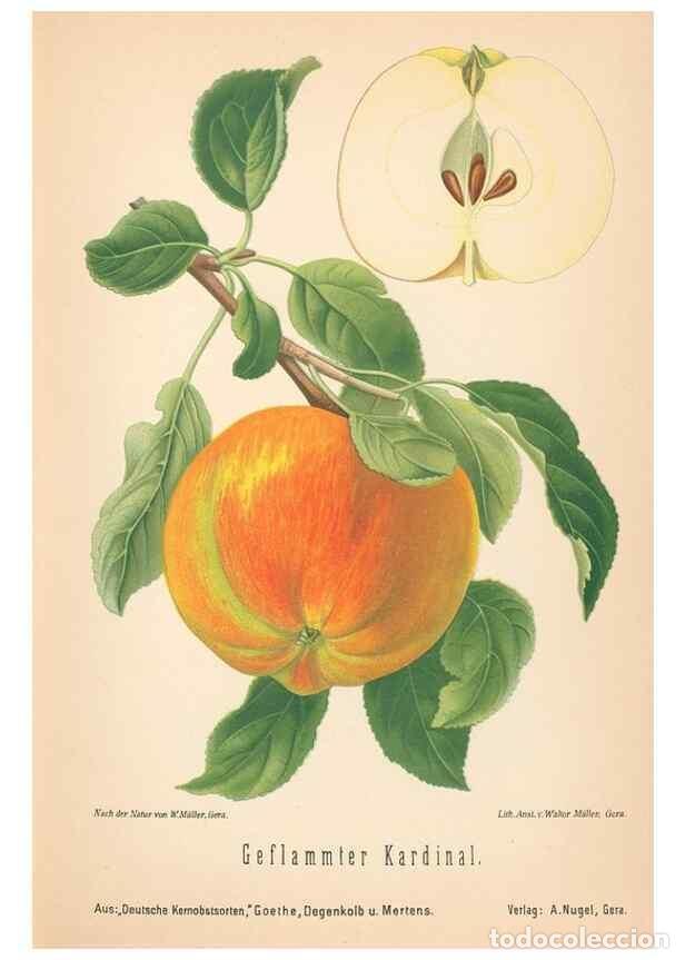 Coleccionismo de Revistas y Peri&oacute;dicos: Reproducci&oacute;n/Reproduction 27392456867: Aepfel und Birnen,. Berlin,Paul Parey,1894.. - Goethe, Rudolp