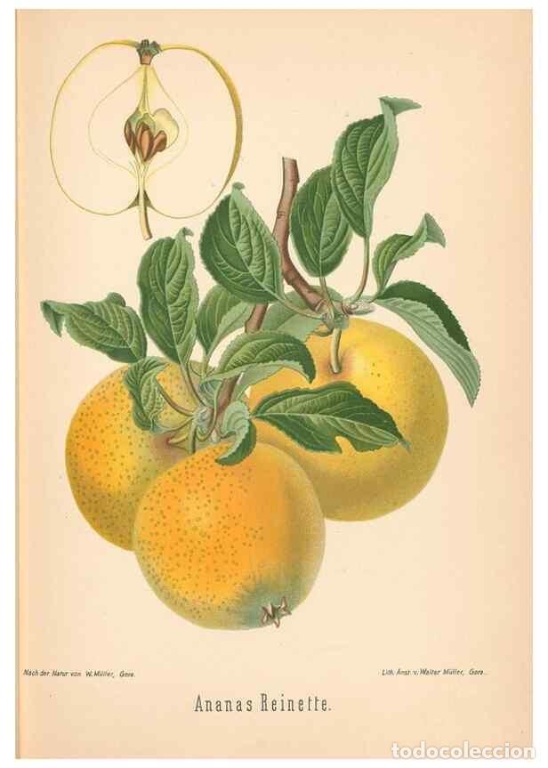 Coleccionismo de Revistas y Peri&oacute;dicos: Reproducci&oacute;n/Reproduction 42216533642: Aepfel und Birnen,. Berlin,Paul Parey,1894.. - Goethe, Rudolp