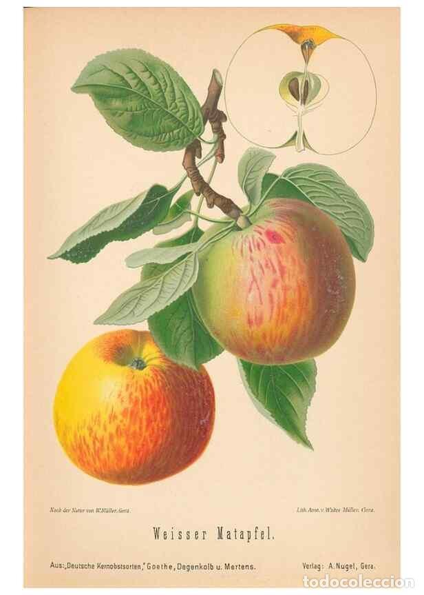 Coleccionismo de Revistas y Peri&oacute;dicos: Reproducci&oacute;n/Reproduction 28389502038: Aepfel und Birnen,. Berlin,Paul Parey,1894.. - Goethe, Rudolp