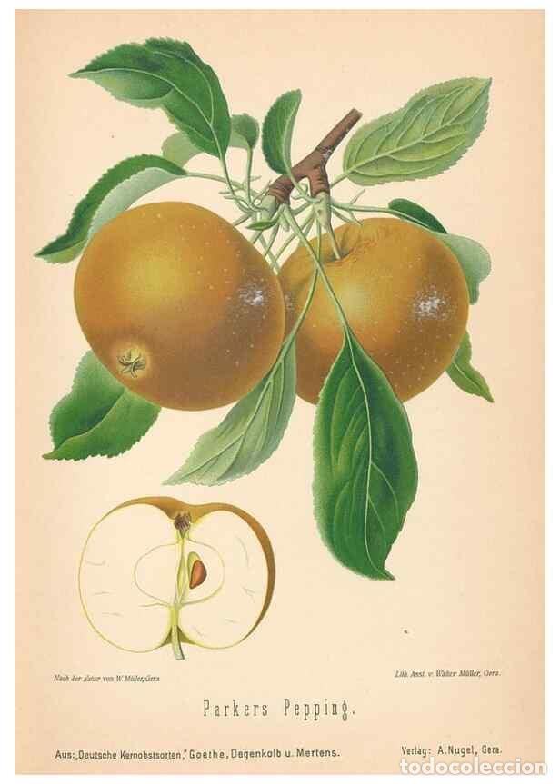 Coleccionismo de Revistas y Peri&oacute;dicos: Reproducci&oacute;n/Reproduction 40456434910: Aepfel und Birnen,. Berlin,Paul Parey,1894.. - Goethe, Rudolp