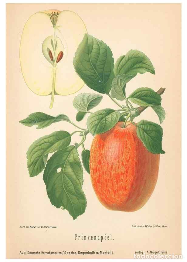 Coleccionismo de Revistas y Peri&oacute;dicos: Reproducci&oacute;n/Reproduction 28389521728: Aepfel und Birnen,. Berlin,Paul Parey,1894.. - Goethe, Rudolp