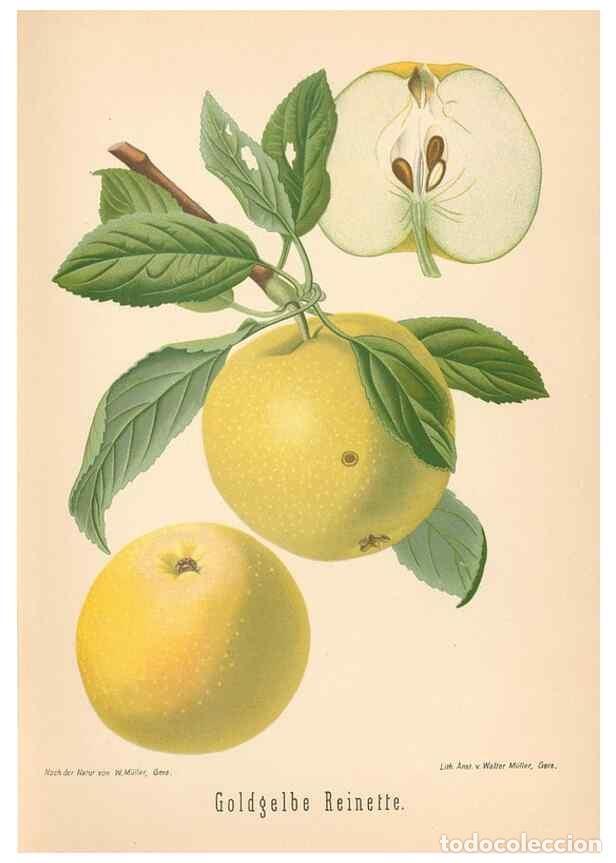 Coleccionismo de Revistas y Peri&oacute;dicos: Reproducci&oacute;n/Reproduction 27392482087: Aepfel und Birnen,. Berlin,Paul Parey,1894.. - Goethe, Rudolp